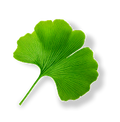 Ginkgo Biloba