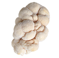 Lion’s Mane Mushroom