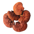 Reishi Paddenstoel Vruchtlichaam Extract